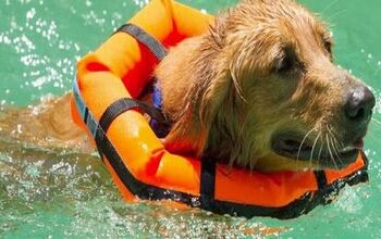 Keep Your Dog’s Head Above Water With The Watercollar PFD