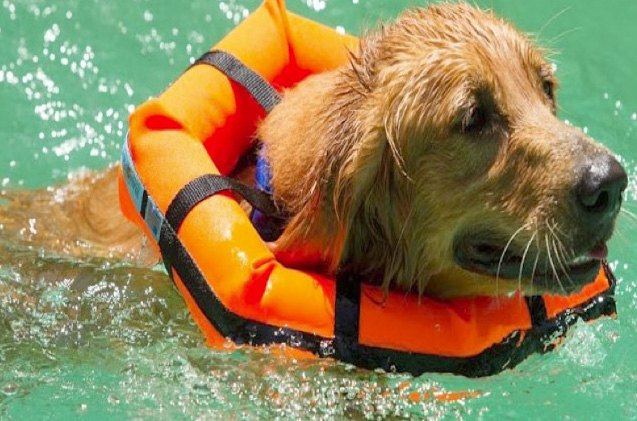 keep your dogs head above water with the watercollar pfd