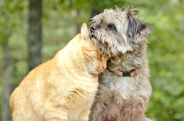 science proves there 8217 s such a thing as dog people and cat people