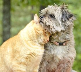 Science Proves There’s Such A Thing As Dog People And Cat People