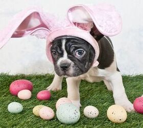 8 Egg-cellent Tips For A Dog-Friendly Easter Egg Hunt