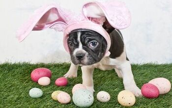 8 Egg-cellent Tips For A Dog-Friendly Easter Egg Hunt