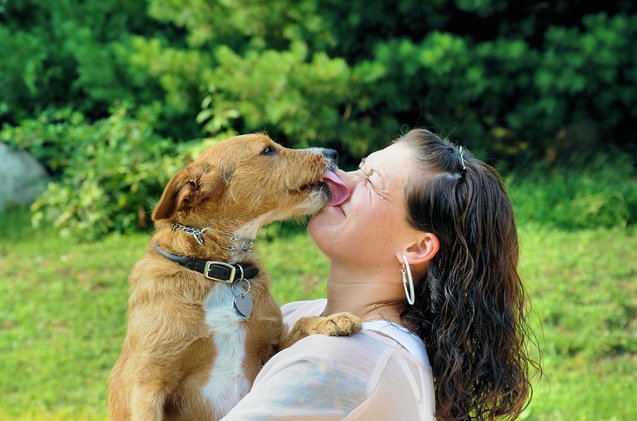pucker up your dogs kisses could prevent allergies