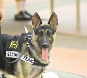 Police Dog’s Heroic Sacrifice The Inspiration Behind Aron’s Law