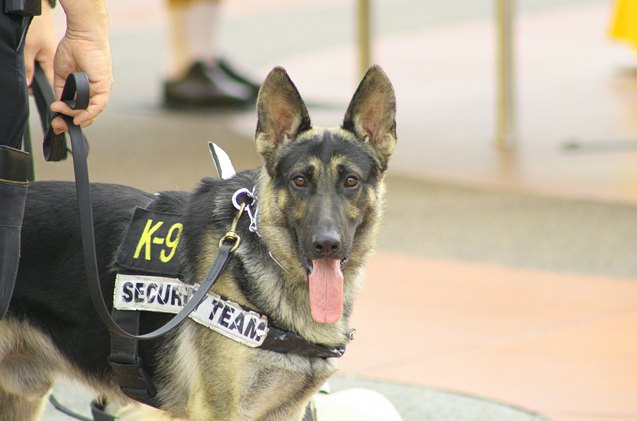 police dogs heroic sacrifice the inspiration behind arons law