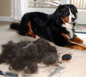 are there dog supplements that can help shedding
