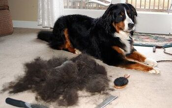 Are There Dog Supplements That Can Help Shedding?