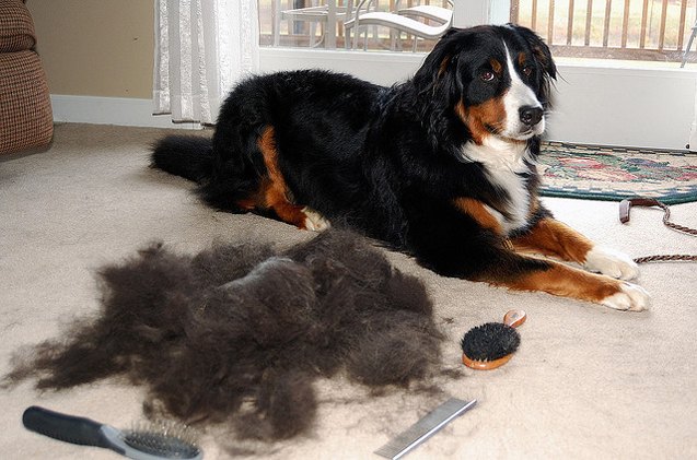 are there dog supplements that can help shedding