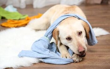 Can’t Keep Up? Tidy Tips For A Clean And Organized Multiple-Dog Home