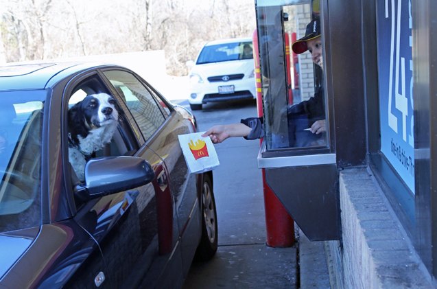study shows pet parents and pooches are lovin fast food restaurants