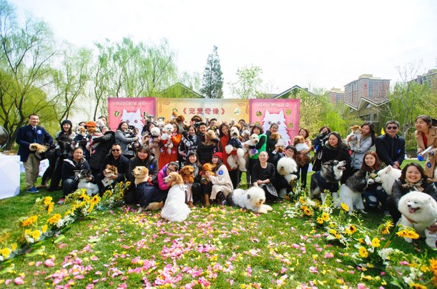 its official largest collective pet wedding takes place in china