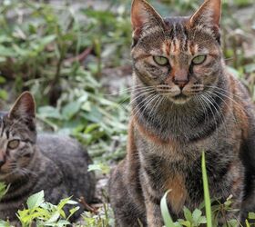 Australia’s Feral Cats Are The Cause Of Mass Mammal Extinction