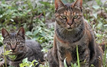 Australia’s Feral Cats Are The Cause Of Mass Mammal Extinction