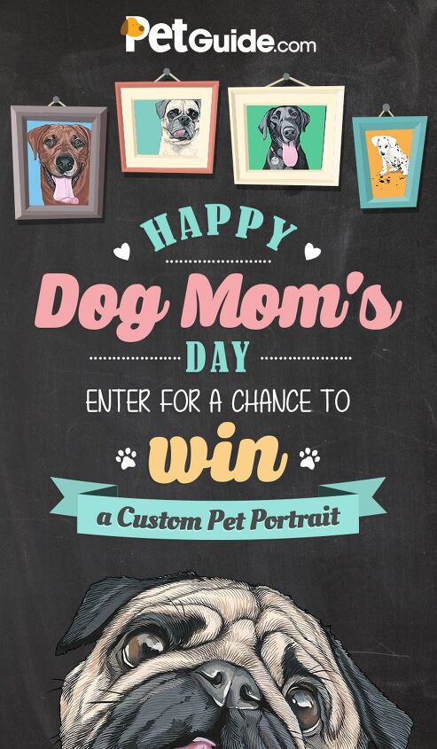happy dog moms day contest