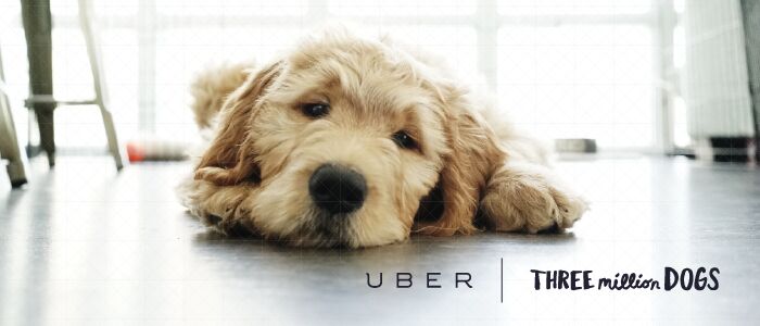 don 8217 t call in sick tomorrow uber delivers puppies to canadian offices