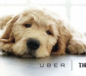 Don’t Call In Sick Tomorrow: Uber Delivers Puppies To Canadian Offic