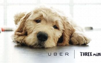 Don’t Call In Sick Tomorrow: Uber Delivers Puppies To Canadian Offic