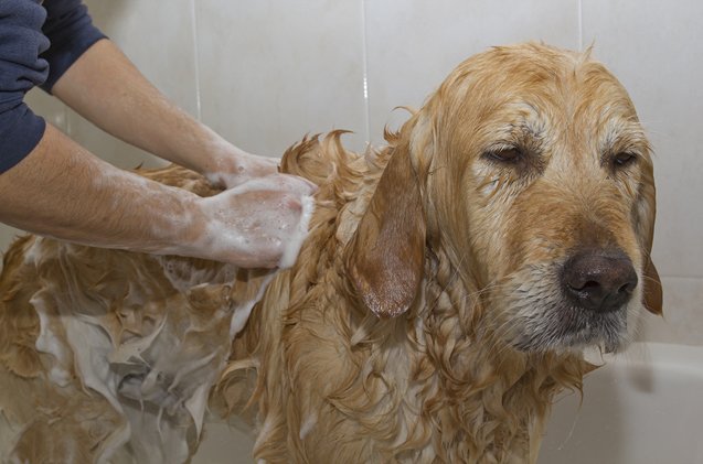 dog sprayed by skunk here 8217 s what to do