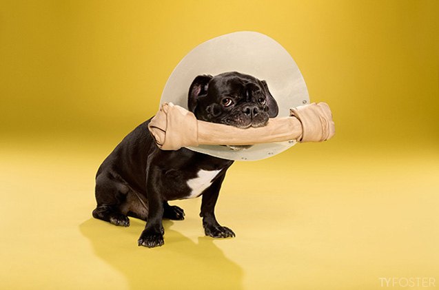 timeout photo collection captures dogs 8217 lament to the cone of shame