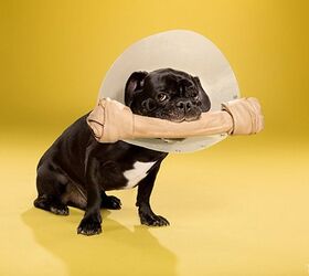timeout photo collection captures dogs lament to the cone of shame