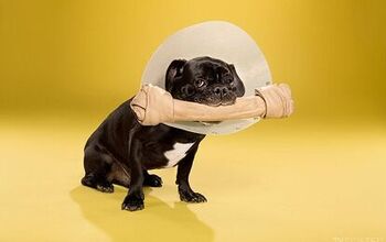 Timeout Photo Collection Captures Dogs’ Lament To The Cone Of Shame