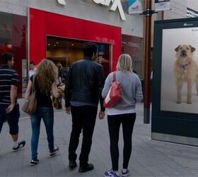 “Looking For You” Digital Shelter Dog Follows Shoppers Around Mall