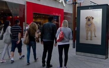 “Looking For You” Digital Shelter Dog Follows Shoppers Around Mall