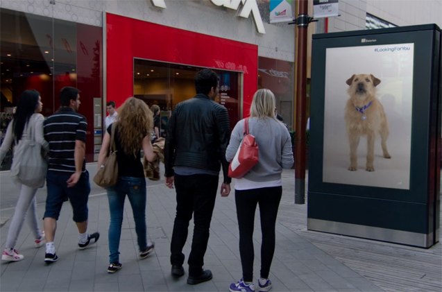 looking for you digital shelter dog follows shoppers around mall