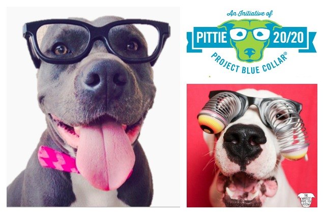 show your pittie pride during project blue collar 8217 s pittie2020 photo contest