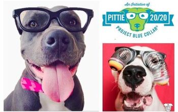 Show Your Pittie Pride During Project Blue Collar’s #Pittie2020 Phot