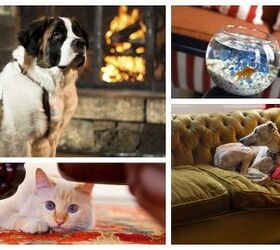 Top 10 Hotels That Offer “Suite” Pet Amenities