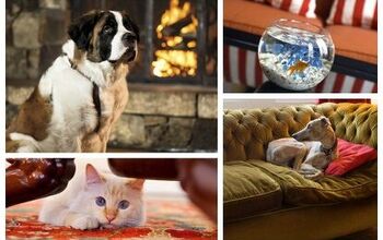 Top 10 Hotels That Offer “Suite” Pet Amenities