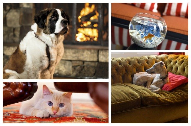 top 10 hotels that offer suite pet amenities