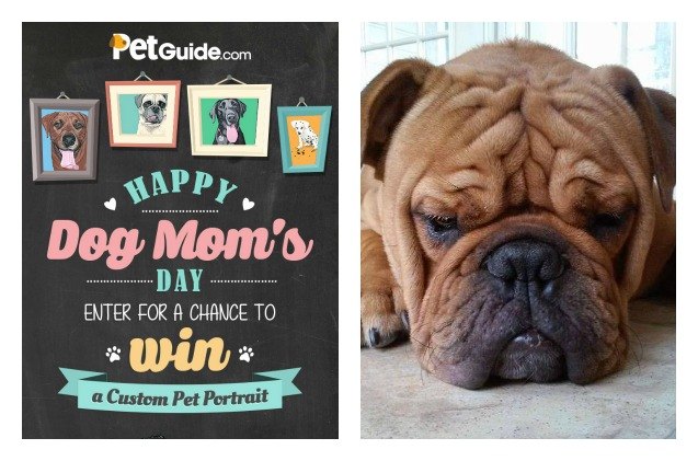 our happy dog mom 8217 s day contest winner is