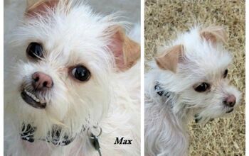 Adoptable Dog Of The Week – Max