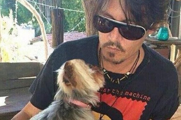 johnny depp 8217 s dogs receive death threats from the australian government