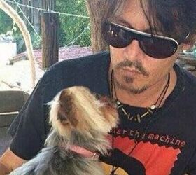 Johnny Depp’s Dogs Receive Death Threats… From The Australian Gove