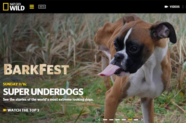 tv goes to the dogs during natgeo wild 8217 s barkfest