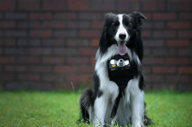 nikon 8217 s heartography camera turns dogs into pup arazzi video