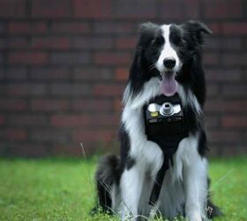 nikons heartography camera turns dogs into pup arazzi video