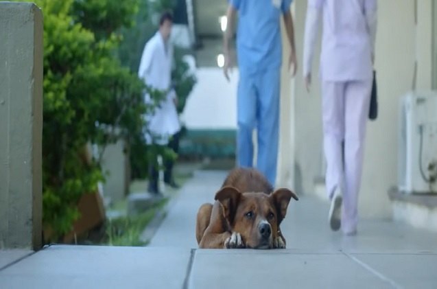 loyal dog knows his owner anywhere even when he s in a new body video