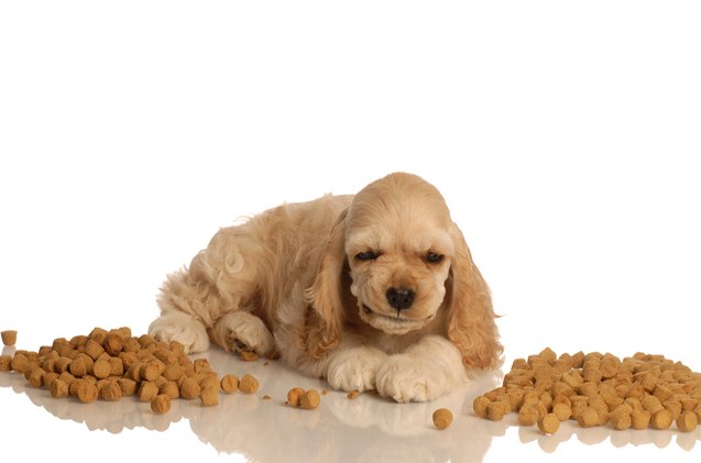 7 ways to improve your pooch 8217 s dog kibble
