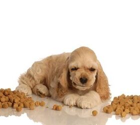 7 Ways To Improve Your Pooch’s Dog Kibble