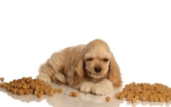 7 Ways To Improve Your Pooch’s Dog Kibble