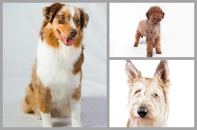 akcs pack grows with addition of 3 dog breeds