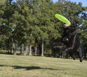 5 Disc Doggin’ Tips For Sporty Noobs