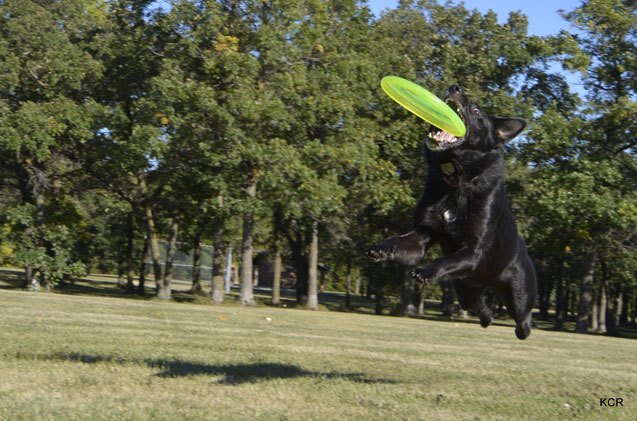 5 disc doggin tips for sporty noobs