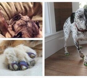 No More Slip ‘N’ Slide: ToeGrips Help Dogs Get A Grip