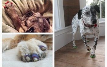No More Slip ‘N’ Slide: ToeGrips Help Dogs Get A Grip