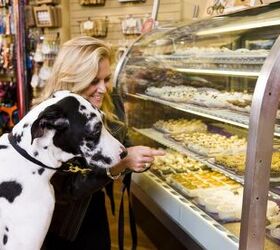 pastry pups the rise of gourmet dog bakeries